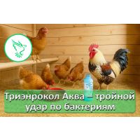 Энрофлоксацин + триметоприм + колистин: когда нужен Триэнрокол Аква