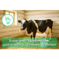 Бацелл для коров: восстановление микрофлоры, профилактика поноса, повышение удоев