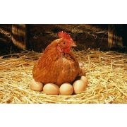 Премикс для кур-несушек 1% (уп.25 кг)