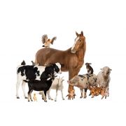 ФумиФулл шашка 50м3